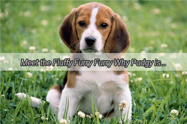 Meet the Fluffy Furry Furry Why Pudgy is the Pet Name Thats Trending